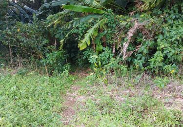 Trail Walking Le Morne-Rouge - Domaine de la vallée via Hbt Pecoul - Photo