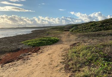 Trail Trail Saint-François - Anse a l’eau Moule - Photo