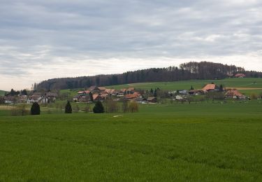 Percorso A piedi Oberwil bei Büren - Oberwil - Forsthaus Biezwil - Photo