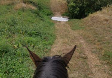 Trail Horseback riding Fronton - trec club 1 - Photo