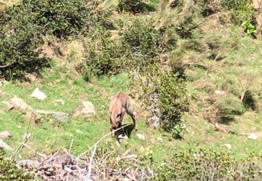 Tour Wandern Py - 20220528 Col de Mantet - Photo