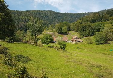 Trail Walking Sewen - Sewen - Lac d'Alfeld - Ferme auberge du Baerenbach - Photo