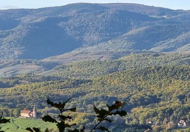 Tocht Stappen Dambach-la-Ville - ARCA Schulwaldplatz  - Photo