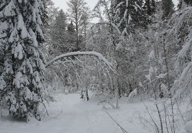 Trail Snowshoes La Pesse - 1/2 rando raquettes Pesse-retour - Photo