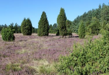 Excursión A pie Faßberg - Südheide 'Kieselgur - das Gold der Heide' W5l (lange Tour) - Photo