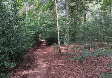 Trail Walking Ferrières - tour de grand trixhe  - Photo
