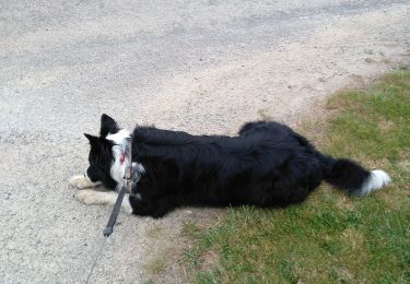 Tocht Stappen Ploemel - kerbernes toulhouet - Photo