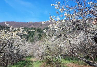 Randonnée Marche Saint-Appolinard - autour st appo - Photo