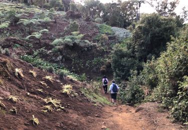 Trail Walking Saint-Louis - Bras patate  - Photo