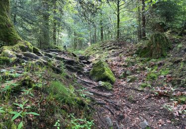 Tour Wandern Ventron - Col Oderer - Grand Ventron et retour 13,4 km - Photo