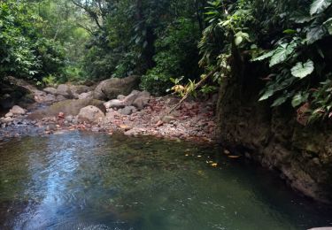 Trail Walking Vieux-Habitants - Cascade de Beaugendre - Photo