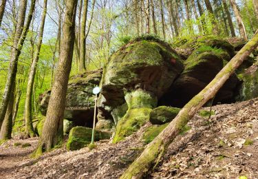 Trail Walking Soucht - Soucht - sentier des Verriers - Photo