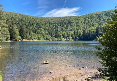 Trail Electric bike Wildenstein - La Bresse - Photo