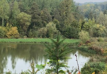 Tocht Stappen Braives - Balade des chevreuils  - Photo