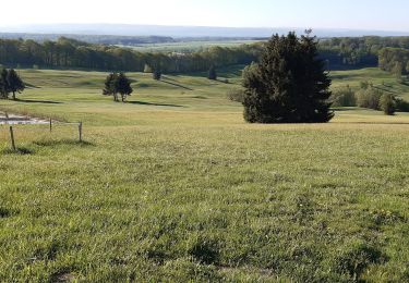 Tour Wandern Havelange - gros-chêne Chêne barvaux cdz - Photo