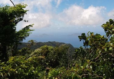 Tocht Stappen Saint-Claude - La Soufrière - Photo