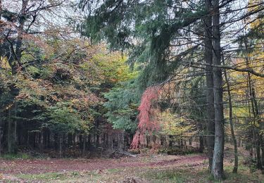 Tocht Stappen Oberhaslach - Nideck - Photo