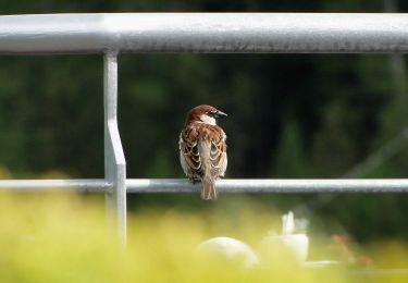 Tocht Te voet Kastelruth - Castelrotto - IT-16 - Photo