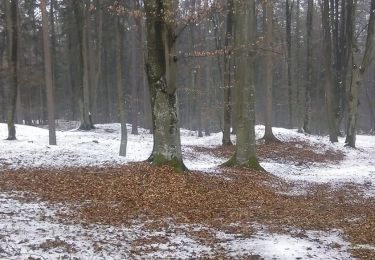 Excursión A pie Ludersdorf-Wilfersdorf - Wanderweg 15 - Photo