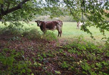 Trail Walking Vimoutiers - Vimoutier  - Photo