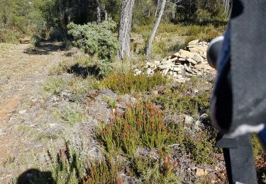 Trail Walking La Ciotat - plaines barones télégraphe GT JT 17 02 21 - Photo