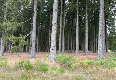 Trail Walking Libramont-Chevigny - Séviscourt - Photo