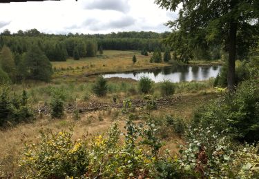 Tour Wandern Saint-Hubert - Randonnée forêt st hubert la bilaude  - Photo