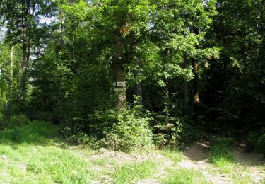 Tour Wandern Dampleux - en forêt de Retz_82_sur les Routes de la Bruyère aux Loups et de la Chrétiennette - Photo