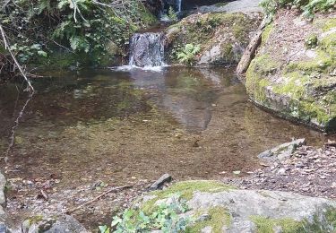 Trail Walking Laroque-des-Albères - tramontane  - Photo