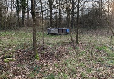 Randonnée Marche Virey-le-Grand - Défriche - Photo