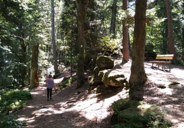 Excursión Senderismo Ottrott - mont ste Odile mur païen Sud - Photo