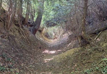 Trail Walking Saint-Pierre-en-Auge - Le Billot  - Photo