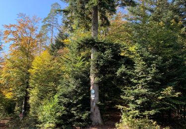 Trail Walking Saint-Dié-des-Vosges - Camp celte de La Bure et Roche des Corbeaux  - Photo