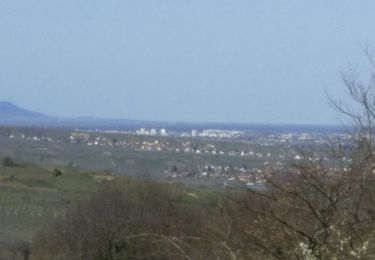 Tocht Stappen Westhalten - balade autour de Westhalten - Photo