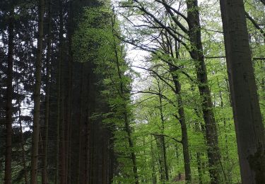Trail Walking Durbuy - Marche ADEPS Septon 2022 - 20KM - Photo