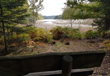 Trail Walking Badonviller - Tour du lac de Pierre-Percée depuis les cabanes du lac - Photo
