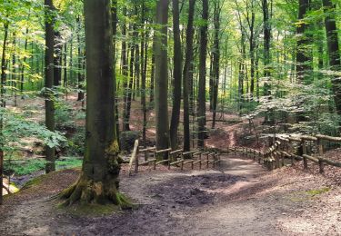 Trail Walking Flobecq - Bois de Pottelberg et de la Louvière - Photo