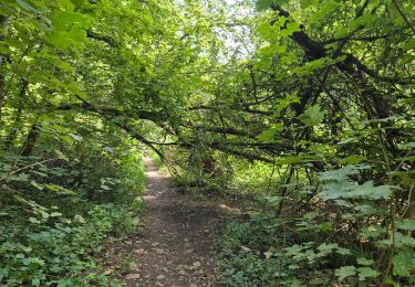 Randonnée Marche Chimay - Lompret - bois de Blaimont - Lompret - Photo