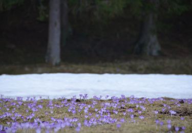 Excursión A pie okres Tvrdošín - Náučný chodník A. Kocyana v Oraviciach - Okruh A - Photo