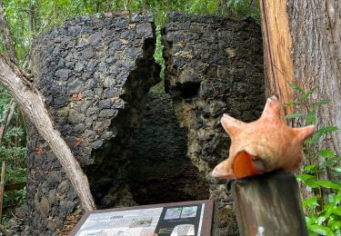 Tour Wandern Le Robert - Boucle pointe Banane - Photo