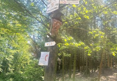 Tour sport Zabern - Château du haut barr Saverne  - Photo