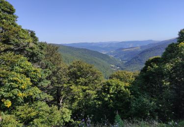 Tour Wandern Ranspach - Markstein - Photo