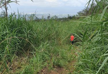 Trail Walking Saint-Louis - Le tapage  piton cabris retour via bras patate - Photo