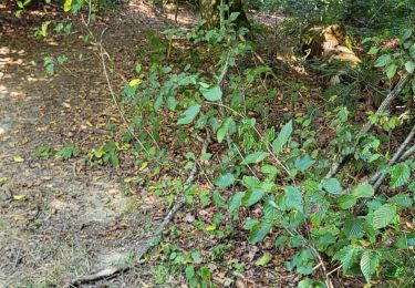 Trail Electric bike Bouxwiller - sortie vtt 14082024 - Photo