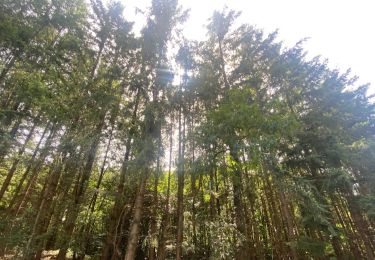 Percorso Marcia Belforêt-en-Perche - La Perrière, forêt et village - Photo