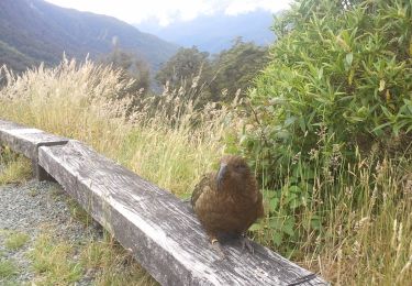 Tocht Te voet Fiordland Community - Eldrig Peak Route - Photo