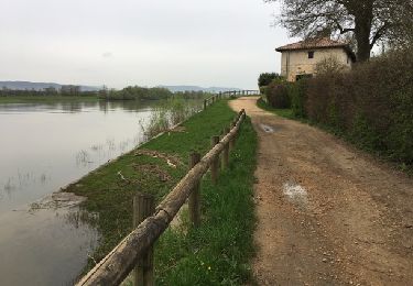 Excursión Senderismo Messimy-sur-Saône - rando tarot - Photo