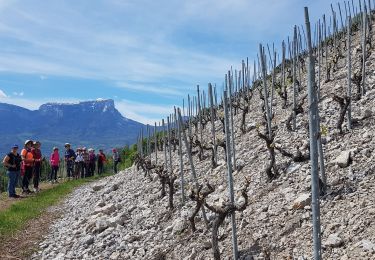 Trail Nordic walking Chignin - Chignin - Arbin à travers les vignes et coteaux - Photo