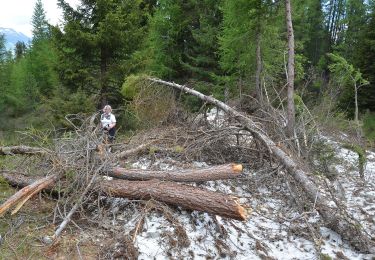 Trail On foot La Plagne-Tarentaise - Les Frasses - Photo