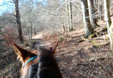 Trail Horseback riding Manhay - oster samré chloro oster - Photo